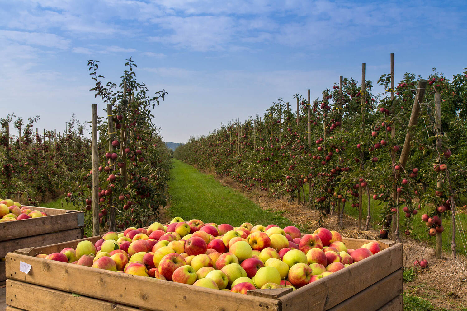 Appel brunoise 10mm 5kg